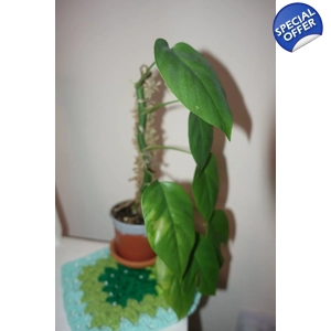 Rhaphidophora Tetrasperma Monstera Minima cutting