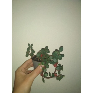 Peperomia Verticillata cutting
