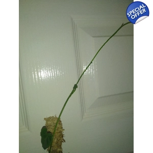 Syngonium Rayii runner/cutting
