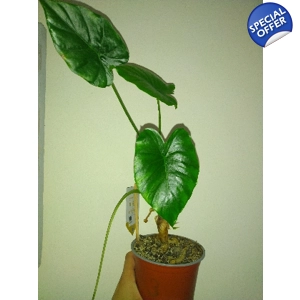 Alocasia Gageana