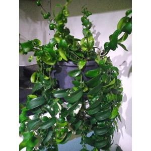 Aeschynanthus Rasta Lipstick Plant 1x 15cm cutting
