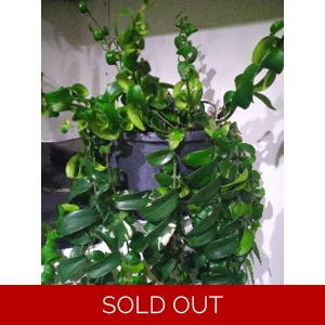 Aeschynanthus Rasta Lipstick Plant 1x 15cm cutting