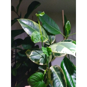 Philodendron Fibraecataphyllum 'Peru' cutting