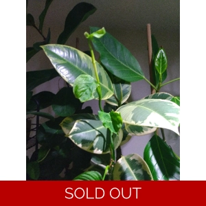 Philodendron Fibraecataphyllum 'Peru' cutting