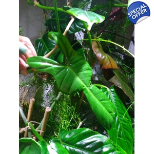 Philodendron Bipennifolium Aurea (Gold Violin) cutting