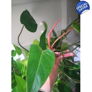 Philodendron Painted Lady cutting