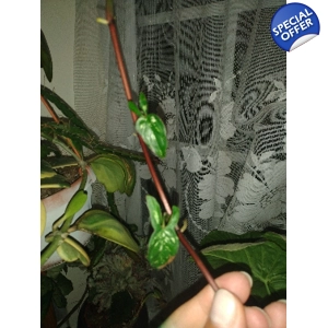 Syngonium Red SpotTricolor 2 node cutting