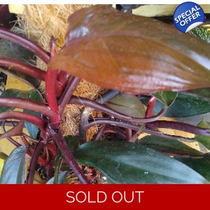 Philodendron Royal Queen cutting