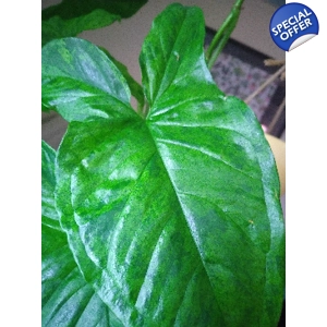 Syngonium Podophyllum Mottled 'Mojito' 2 node cutting