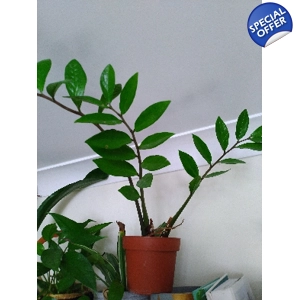 Zamioculcas Zamiifolia 12cm Zamioculcas Zamiifolia 12cm