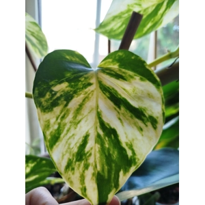 Epipremnum Aureum Soleil Royale Pothos 1 leaf cutting
