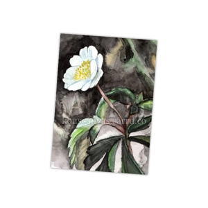 'anemone nemorosa' print