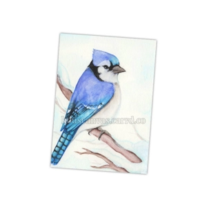 'cyanocitta cristata' print