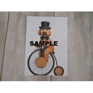 Picture of a Labradoodle Dog Riding A Penny Farthing Bike Old Penny & Farthing Coins