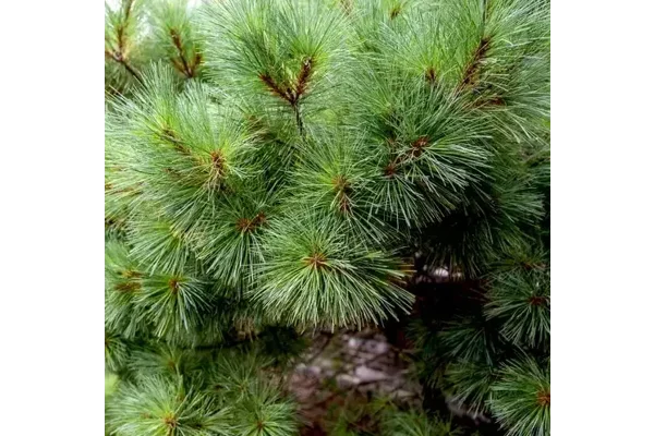 White Pine Needle-One of our most essential natural medicines.