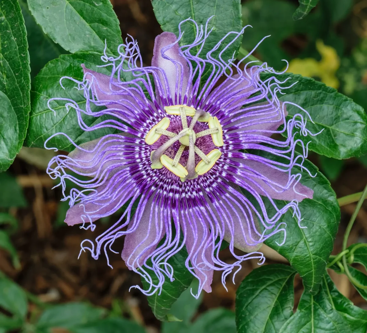 Simple Alchemy Insights - Passionflower