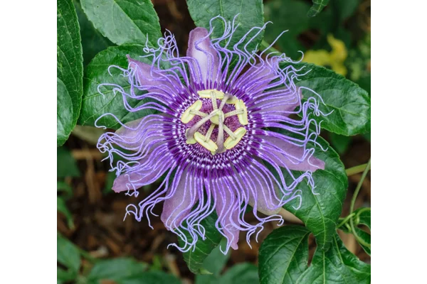 Simple Alchemy Insights - Passionflower