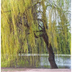 White Willow Bark