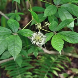 Simple Alchemy Insights - Siberian Ginseng