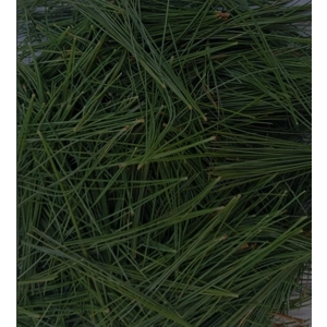 White Pine Needle Tea