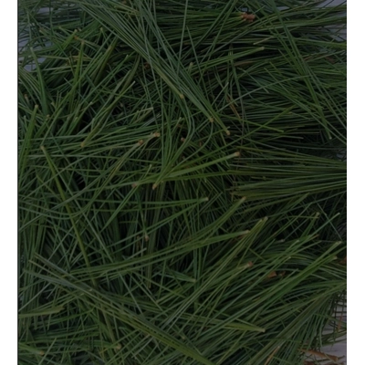 White Pine Needle Tea