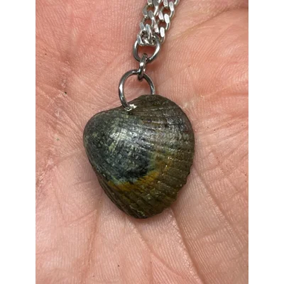 Shell