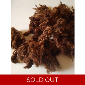 Coloured Blue Faced Leicester Lamb wool