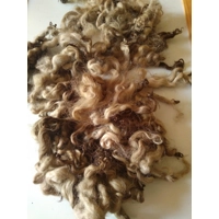 brown mixed tones curly wool, 10g whitefaced dartmoor