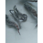 pink and grey perendale wool and locks 10g