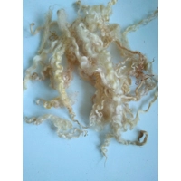 Light golden caramel curly wool (v)