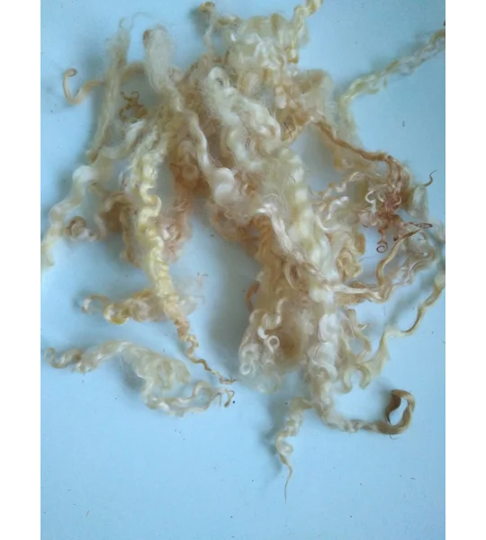 Light golden caramel curly wool (v)