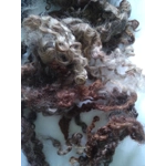 Wensleydale curly wool and locks, natural undyed muticolour (v)
