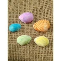 Set of 5 coloured shells