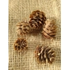 Set of 5 Larch Cones