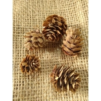 Set of 5 Larch Cones