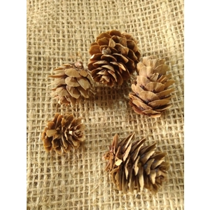 Set of 5 Larch Cones