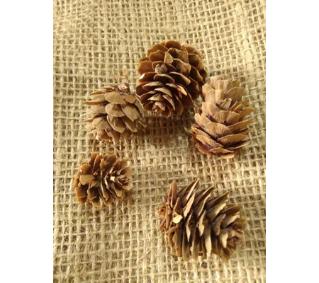 Set of 5 Larch Cones