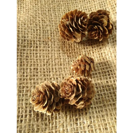 Set of 5 Larch Cones