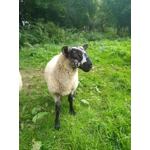 Sponsor A Sheep or Goat  - buy them a bale! Sponsor A Sheep or Goat  - buy them a bale!