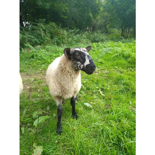 Sponsor A Sheep or Goat - buy them a bale!