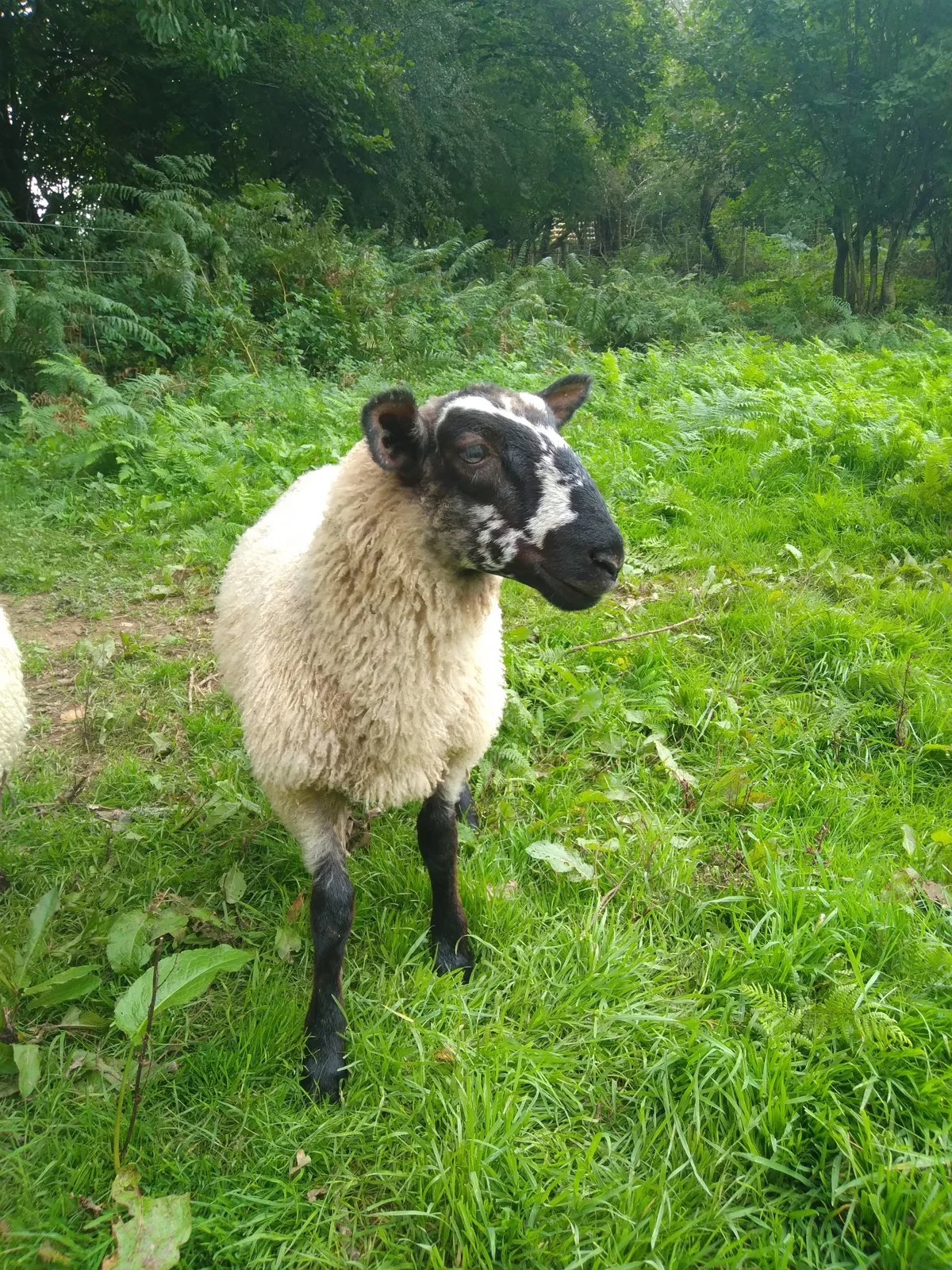 From sheep to shop