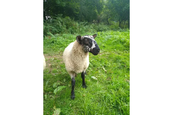 From sheep to shop