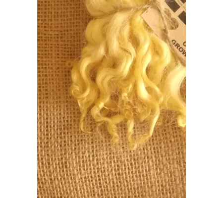Yellow wavy white faced dartmoor wool lamb locks