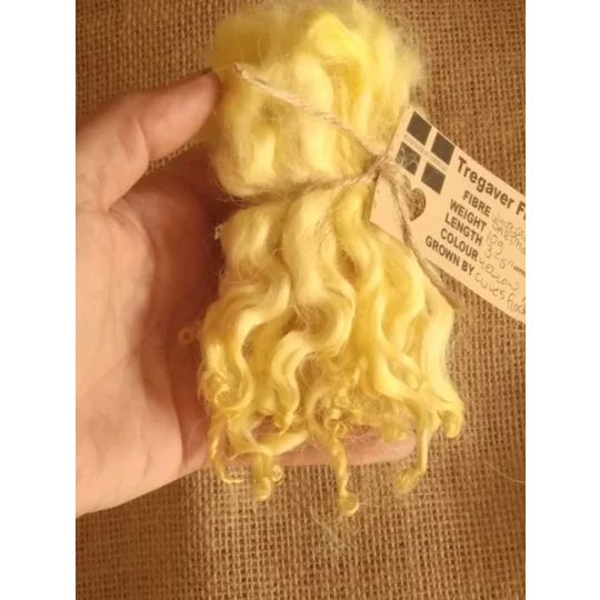 Yellow wavy white faced dartmoor wool lamb locks