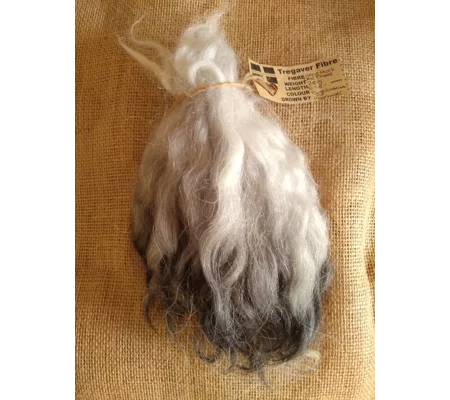 Charcoal and Silver, Grey Faced Dartmoor, rare breed sheep (v)