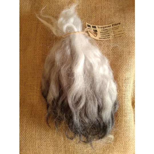Charcoal and Silver, Grey Faced Dartmoor, rare breed sheep (v)