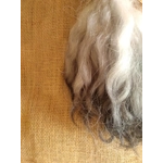 Charcoal and Silver, Grey Faced Dartmoor, rare breed sheep (v)