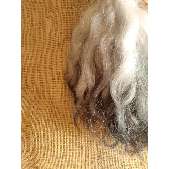 Charcoal and Silver, Grey Faced Dartmoor, rare breed sheep (v)