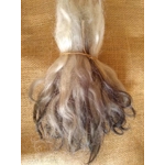 Charcoal and Silver, Grey Faced Dartmoor, rare breed sheep (v)