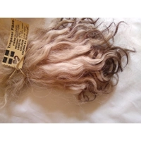 Light ash brown Grey Faced Dartmoor, rare breed sheep (v)